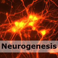 Neurogenesis is the process of creating new brain cells